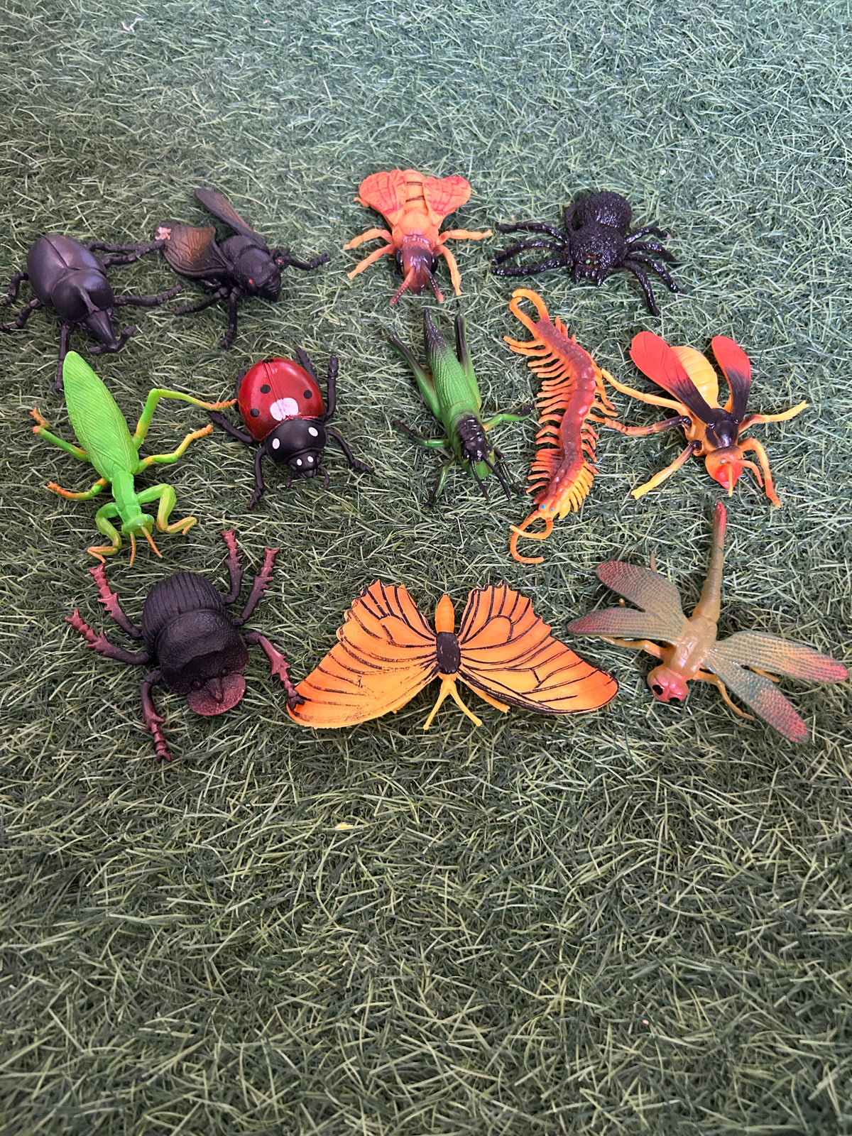 Insects Model 🐞