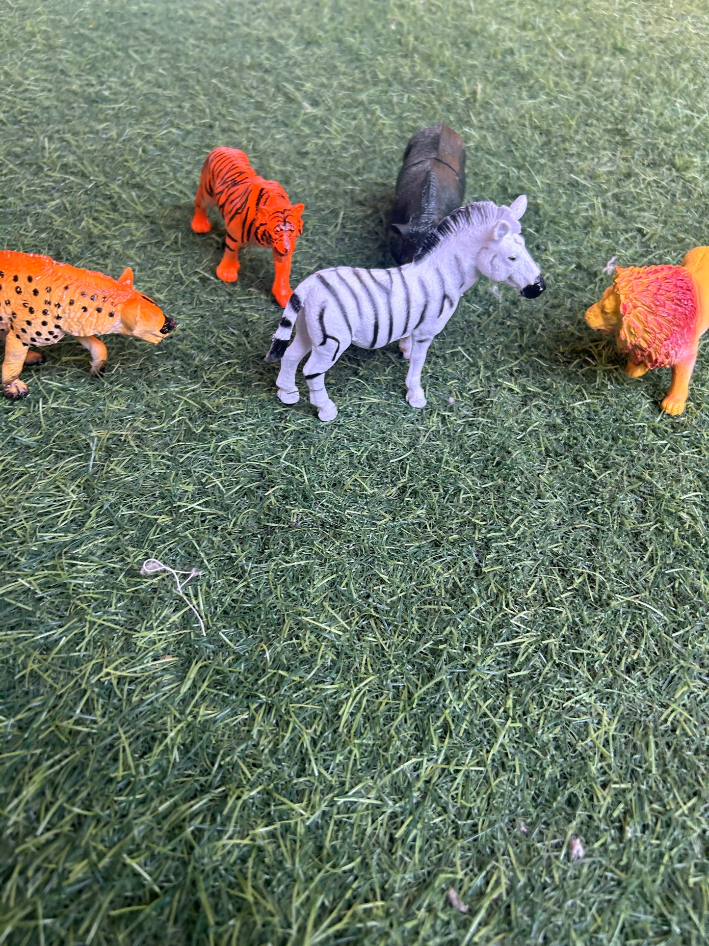 Forest animals